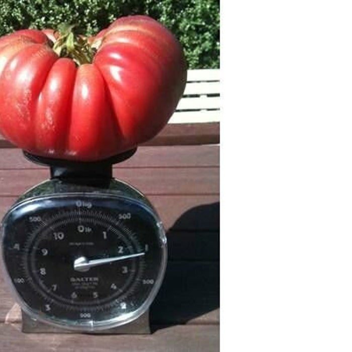 Delicious Tomato World Record Tomato Seeds