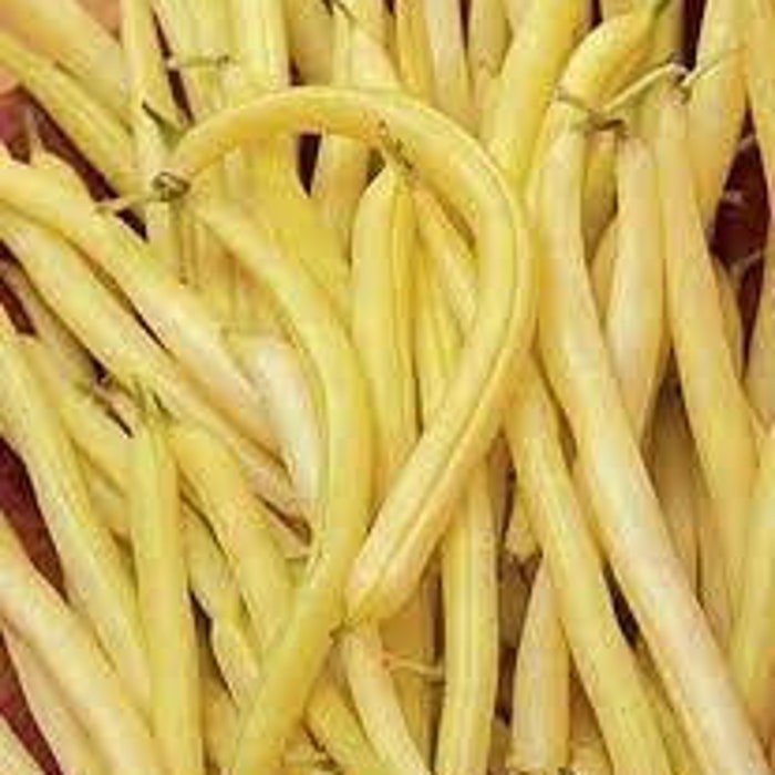Cherokee Wax Bush Bean Seeds