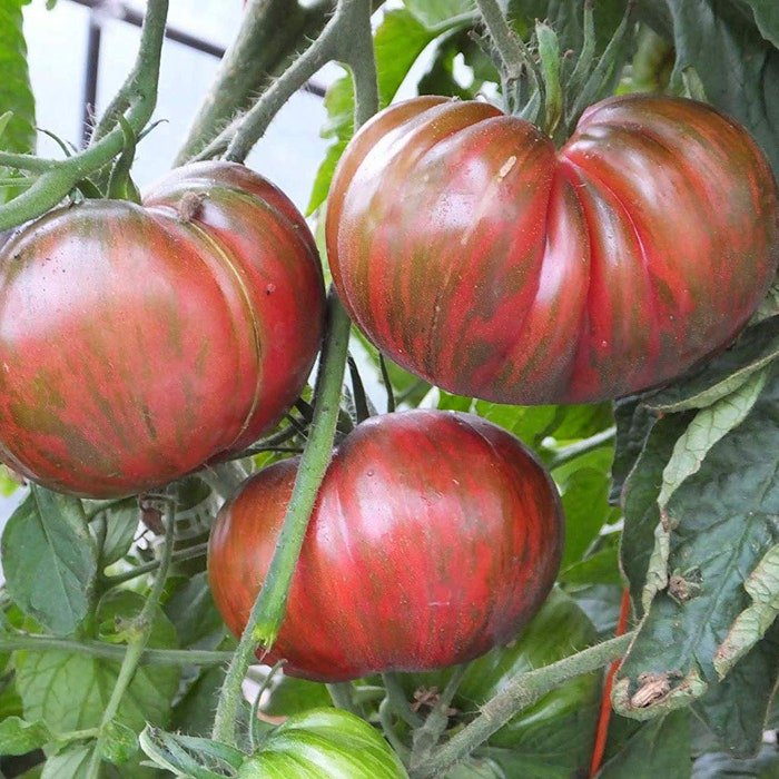 Pink Berkeley Tie Dye Tomato Seeds