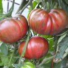 Pink Berkeley Tie Dye Tomato Seeds
