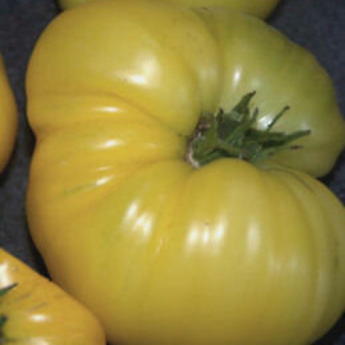 Kentucky Light Yellow Tomato Seeds