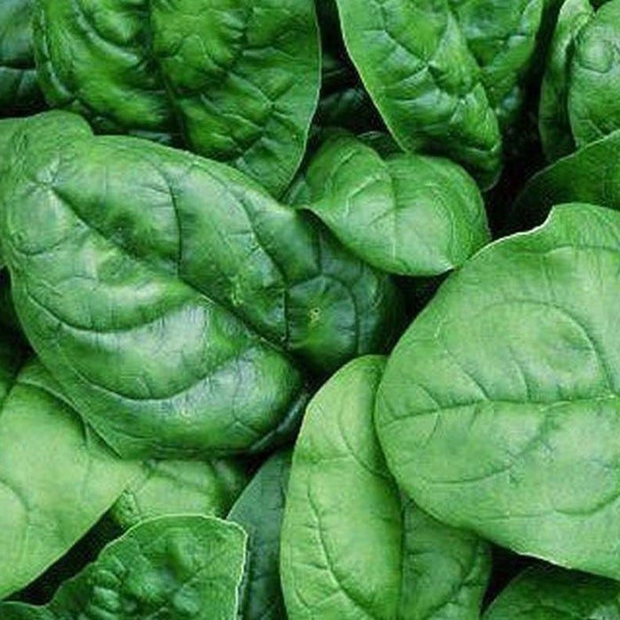 Mammoth Basil Seeds