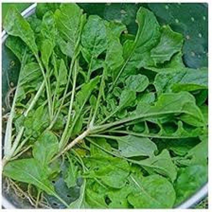Seventop Turnip Seeds