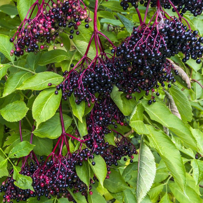 Elderberry Seed Pods