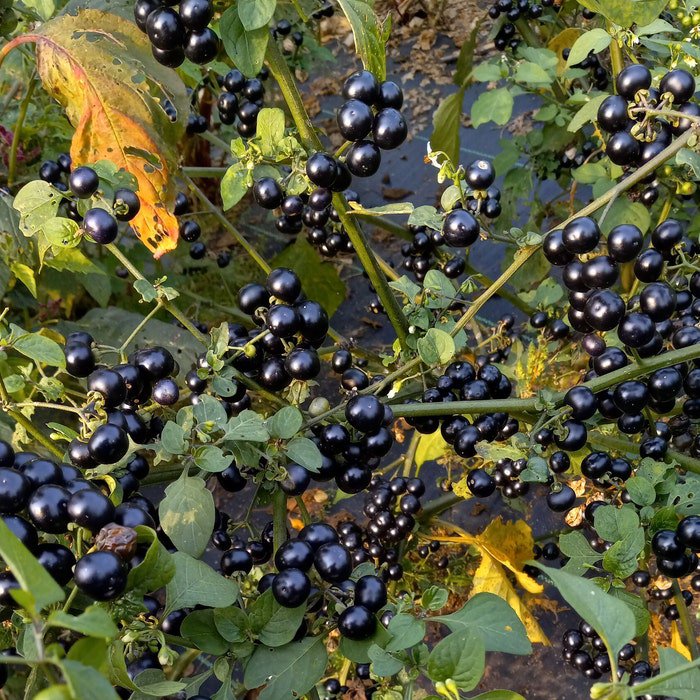 Chichiquelite Huckleberry Seeds