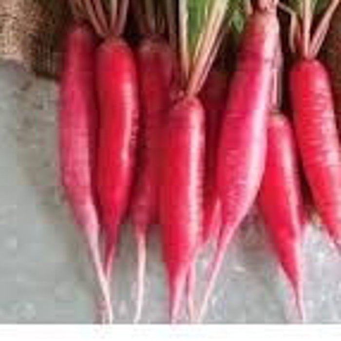 China Rose Radish Seeds