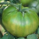 Green Pineapple Tomato Seeds