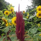 Hot Purple Single Head Amaranth Seeds