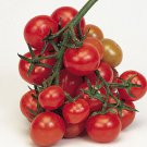 Christmas Grape Cherry Tomato Seeds