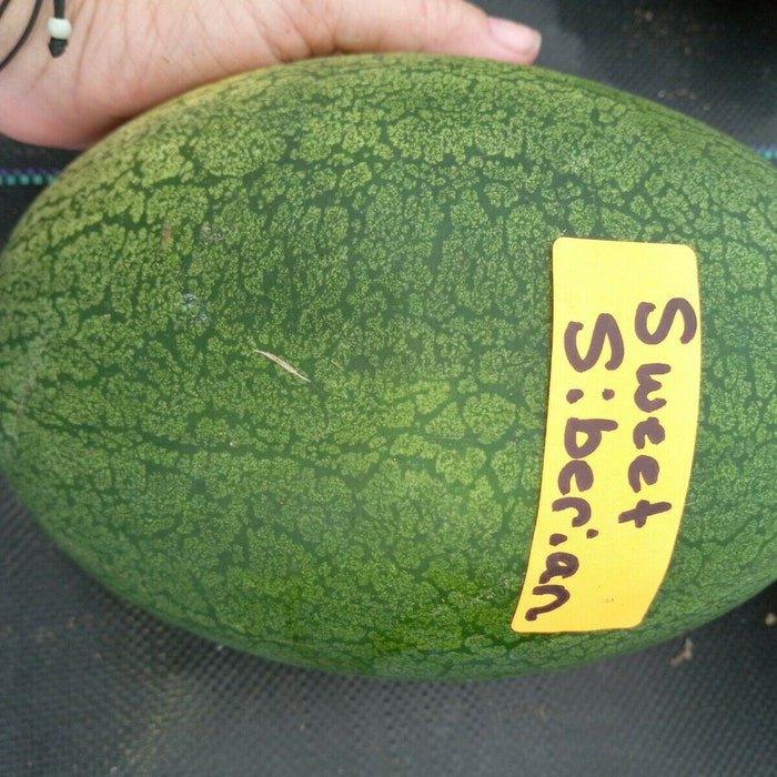 Sweet Siberian Watermelon Seeds