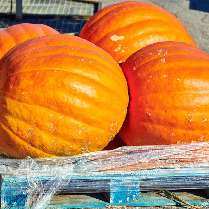 Prizewinner Pumpkin Seeds