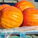 Prizewinner Pumpkin Seeds