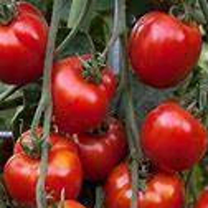Mountain Fresh Tomato Seeds