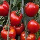 Mountain Fresh Tomato Seeds