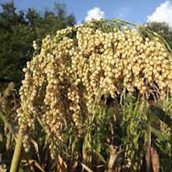 Tarahumara Popping Sorghum Seeds