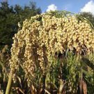 Tarahumara Popping Sorghum Seeds