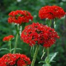 Maltese Cross Flower Seeds