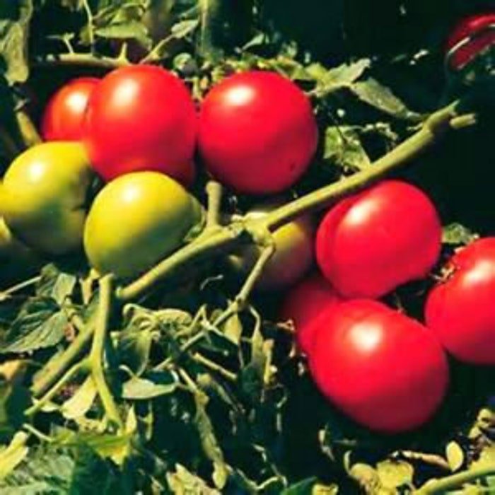 Super Sonic Tomato Seeds
