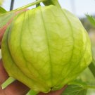 World Largest Tomatillo Seeds