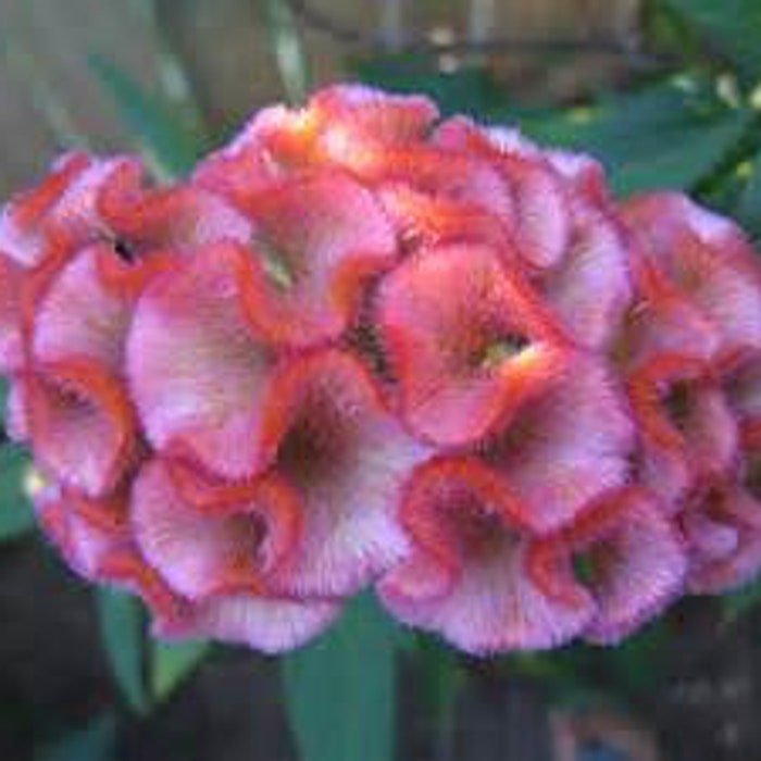 Light Pink Brain Celosia Seeds