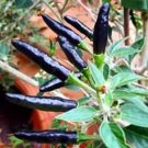 Rare Black Cobra Hot Pepper Seeds