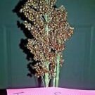 Iowa Sweet Sorghum Seeds Very Sweet Syrup Type