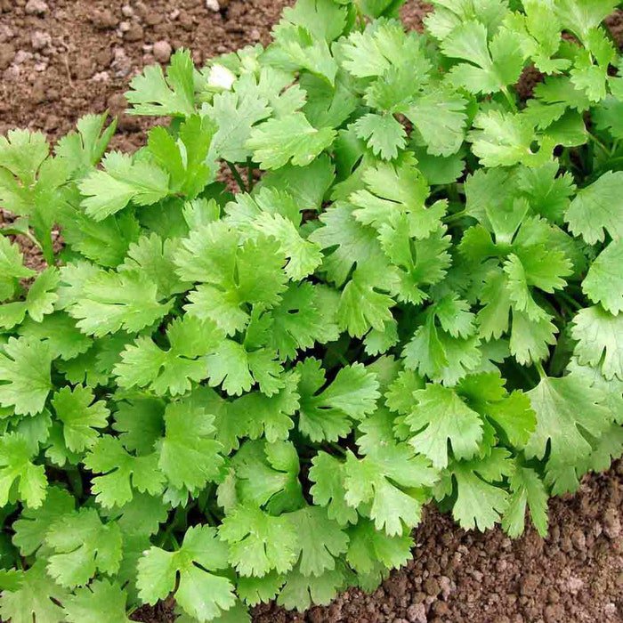 Cilantro Seeds Coriandrum Sativum
