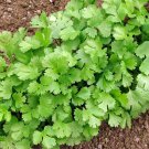 Cilantro Seeds Coriandrum Sativum