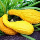 Yellow Bumpy Crookneck Summer Squash Seeds