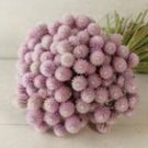 Light Pink Gomphrena Seeds