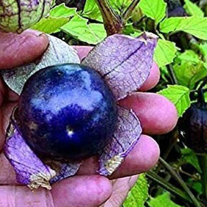 Purple Flapjack Tomatillo Seeds