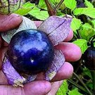 Purple Flapjack Tomatillo Seeds