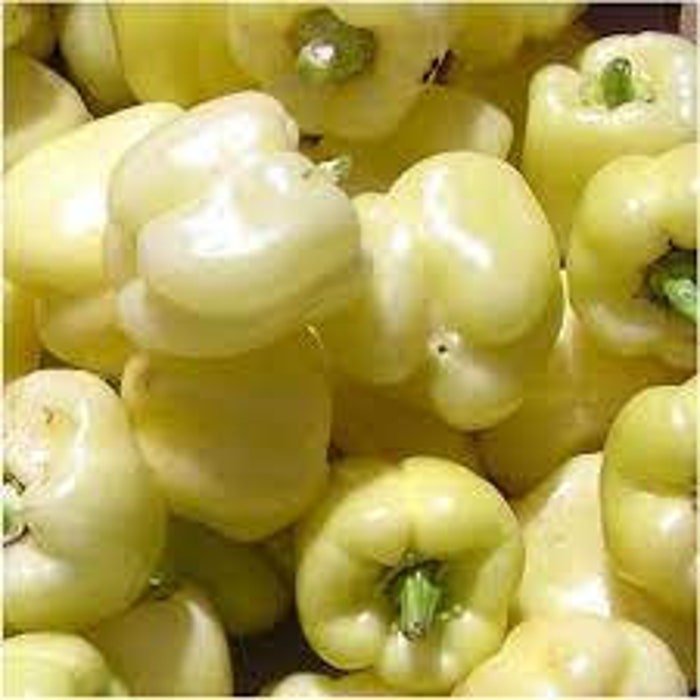 White Diamond Bell Pepper Seeds