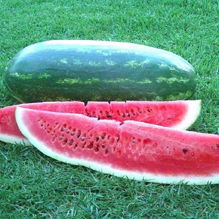 Giant Congo Watermelon Seeds