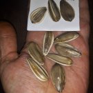 Israeli Giant Sunflower Seeds