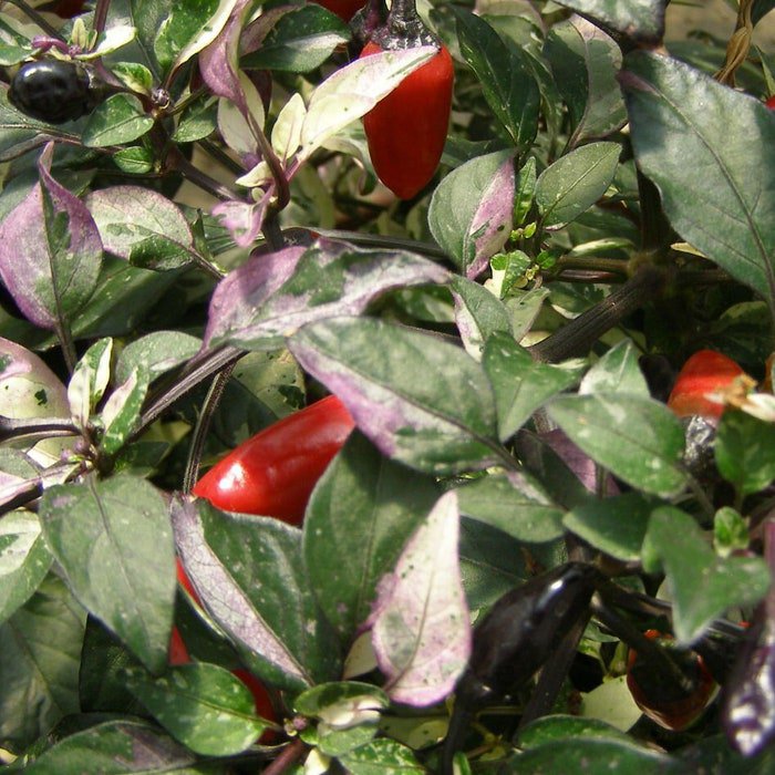 Calico Variegated Ornamental Hot Pepper Seeds