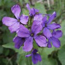 Money Plant Seeds Hardy Perennial