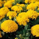 Fantastic Yellow Gold Marigold Seeds