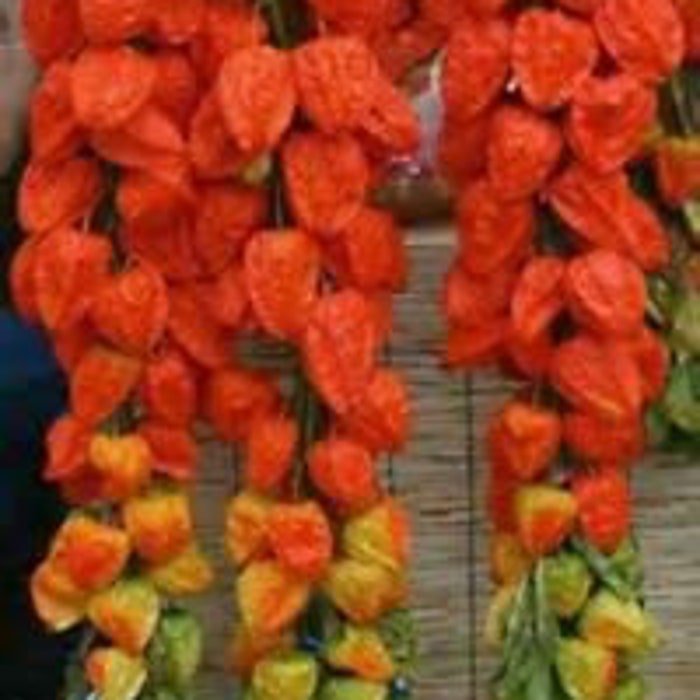 Chinese Lantern Seeds For Crafts & Decorating