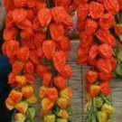Chinese Lantern Seeds For Crafts & Decorating
