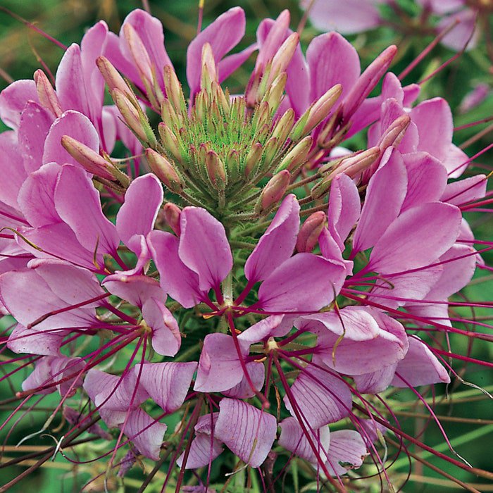 Solid Pink Cleome Spider Flower Seeds