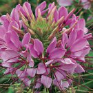 Solid Pink Cleome Spider Flower Seeds