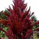 Hopi Red Dye Amaranth Seeds