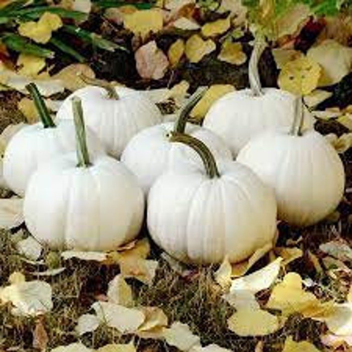 Blanco Pumpkin Seeds