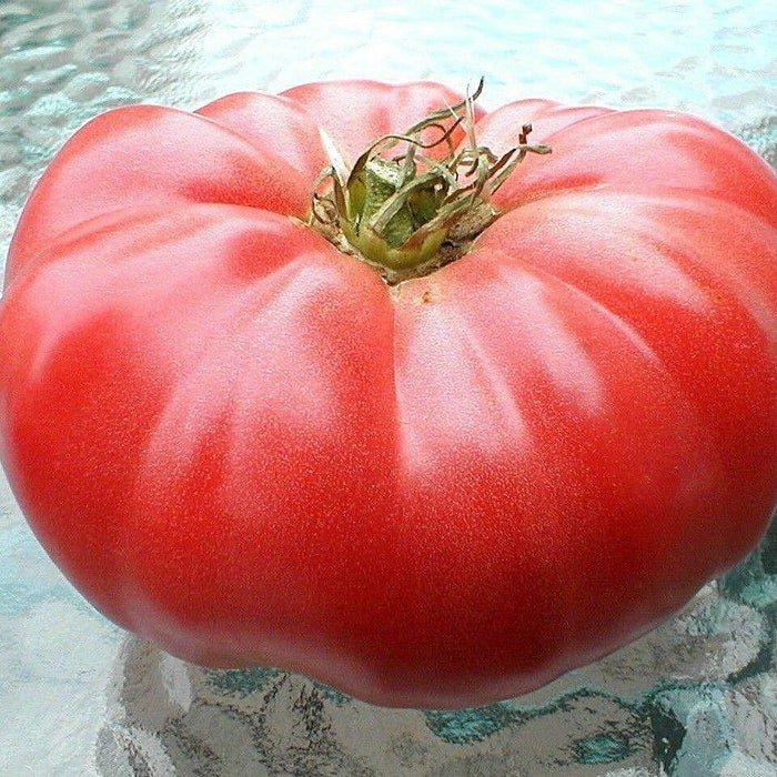 Monster Beefsteak Tomato Seeds