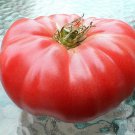 Monster Beefsteak Tomato Seeds