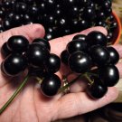 Giant Garden Huckleberry Seeds Makes Great Pie And Jam
