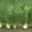 Florence Fennel Seeds
