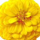 Canary Bird Zinnia Seeds