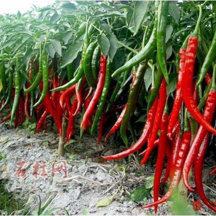 Super Chili Pepper Seeds Great For Cooking